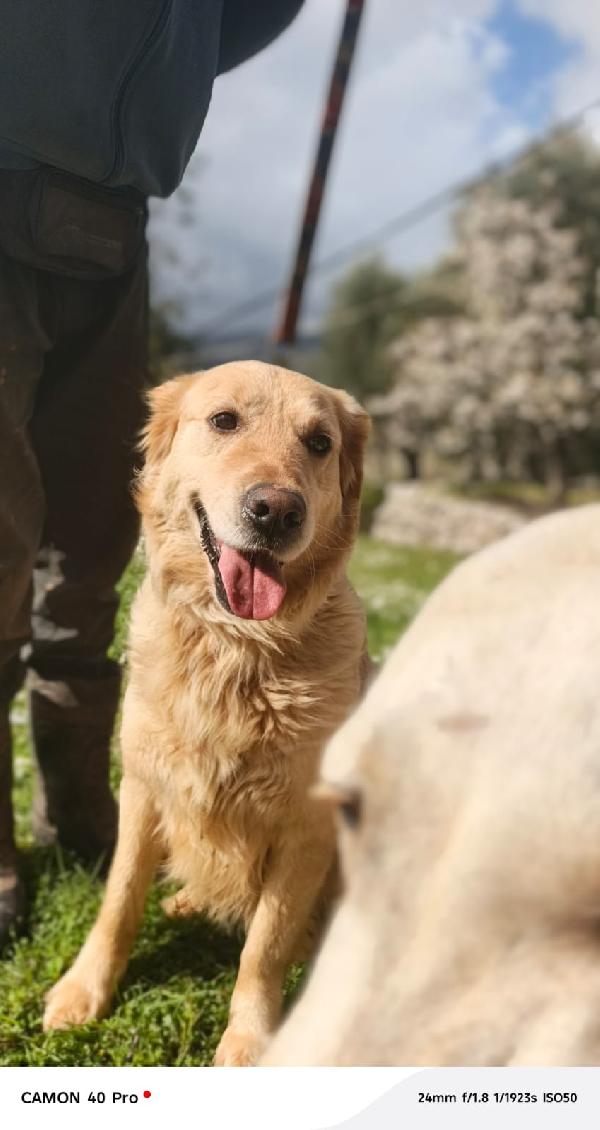 Chloe, una splendida Golden Retriever Foto 10